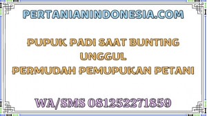 Pupuk Padi Saat Bunting Unggul Permudah Pemupukan Petani