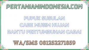 Pupuk Susulan Cabe Musim Hujan Bantu Pertumbuhan Cabai