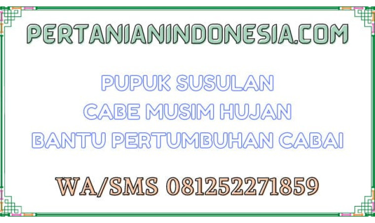 Pupuk Susulan Cabe Musim Hujan Bantu Pertumbuhan Cabai