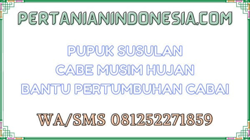Pupuk Susulan Cabe Musim Hujan Bantu Pertumbuhan Cabai