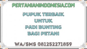 Pupuk Terbaik Untuk Padi Bunting Bagi Petani