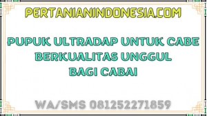 Pupuk Ultradap Untuk Cabe Berkualitas Unggul Bagi Cabai