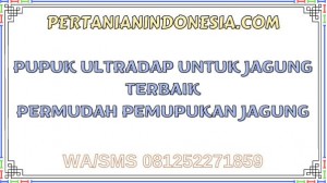 Pupuk Ultradap Untuk Jagung Terbaik Permudah Pemupukan Jagung