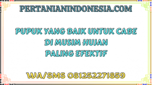 Pupuk Yang Baik Untuk Cabe Di Musim Hujan Paling Efektif