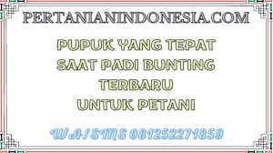 Pupuk Yang Tepat Saat Padi Bunting Terbaru Untuk Petani