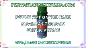 Pupuk ZPT Untuk Cabe Kualitas Terbaik Untuk Petani