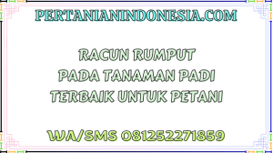 Racun Rumput Pada Tanaman Padi Terbaik Untuk Petani