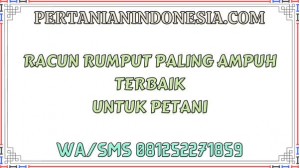 Racun Rumput Paling Ampuh Terbaik Untuk Petani