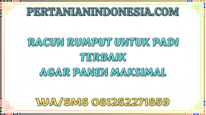 Racun Rumput Untuk Padi Terbaik Agar Panen Maksimal