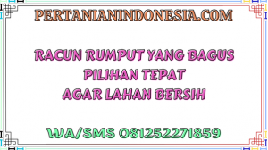 Racun Rumput Yang Bagus Pilihan Tepat Agar Lahan Bersih