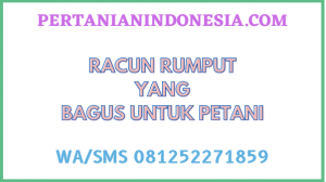 Racun Rumput Yang Bagus Untuk Petani