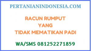 Racun Rumput Yang Tidak Mematikan Padi Terbaik Harga Murah