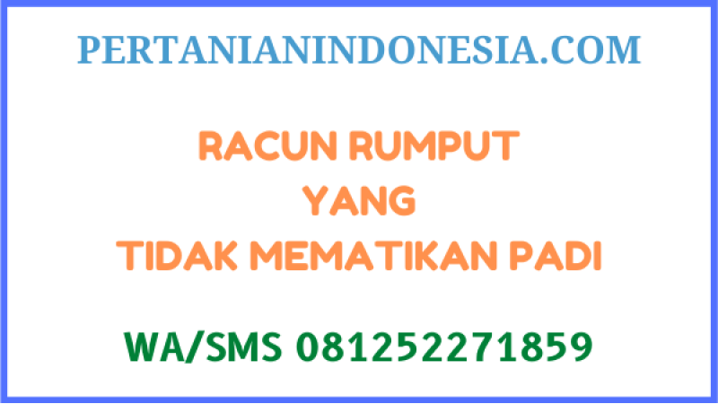 Racun Rumput Yang Tidak Mematikan Padi Terbaik Harga Murah