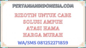 Rizotin Untuk Cabe Solusi Ampuh Atasi Hama Harga Murah