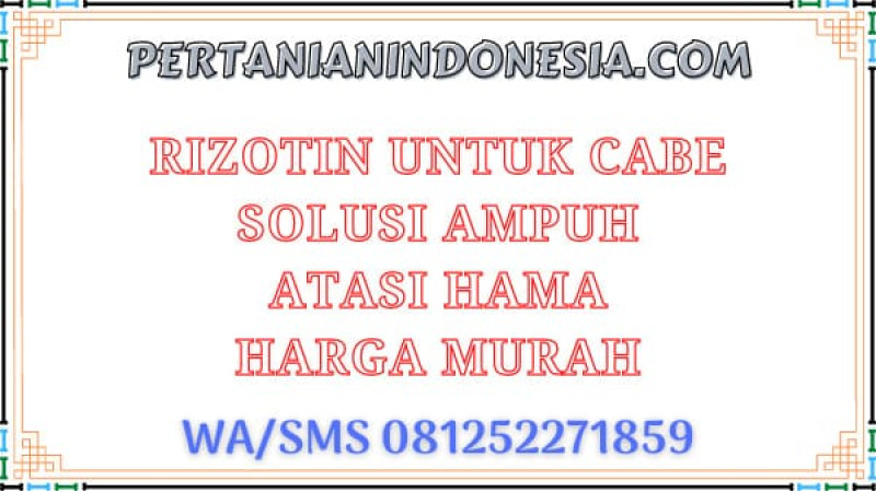 Rizotin Untuk Cabe Solusi Ampuh Atasi Hama Harga Murah