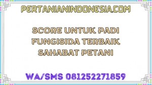 Score Untuk Padi Fungisida Terbaik Sahabat Petani