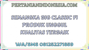 Semangka Big Classic F1 Produk Unggul Kualitas Terbaik