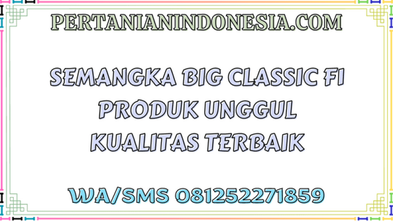 Semangka Big Classic F1 Produk Unggul Kualitas Terbaik