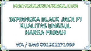 Semangka Black Jack F1 Kualitas Unggul Harga Murah