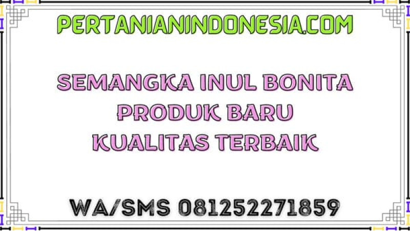Semangka Inul Bonita Produk Baru Kualitas Terbaik