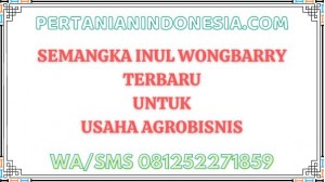 Semangka Inul Wongbarry Terbaru Untuk Usaha Agrobisnis