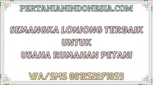 Semangka Lonjong Terbaik Untuk Usaha Rumahan Petani