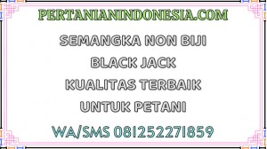 Semangka Non Biji Black Jack Kualitas Terbaik Untuk Petani