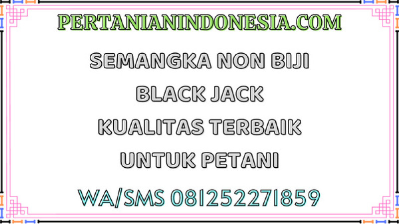 Semangka Non Biji Black Jack Kualitas Terbaik Untuk Petani