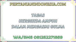 Tabas Herbisida Ampuh Dalam Membasmi Gulma