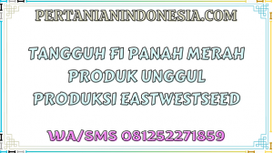 Tangguh F1 Panah Merah Produk Unggul Produksi Eastwestseed