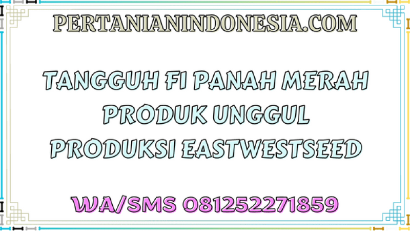 Tangguh F1 Panah Merah Produk Unggul Produksi Eastwestseed