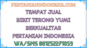 Tempat Jual Bibit Terong Yumi Berkualitas Pertanian Indonesia