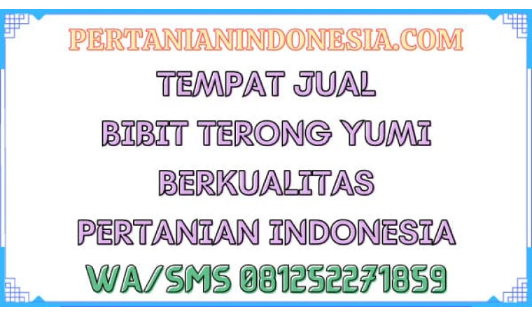 Tempat Jual Bibit Terong Yumi Berkualitas Pertanian Indonesia