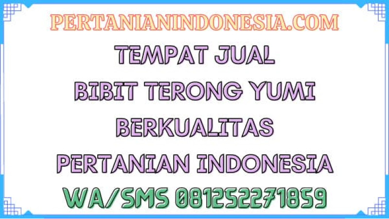 Tempat Jual Bibit Terong Yumi Berkualitas Pertanian Indonesia