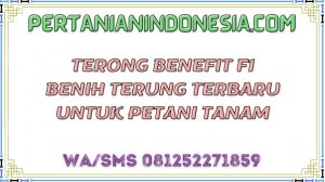 Terong Benefit F1 Benih Terung Terbaru Untuk Petani Tanam