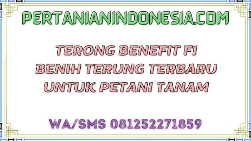 Terong Benefit F1 Benih Terung Terbaru Untuk Petani Tanam