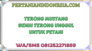 Terong Mustang Benih Terong Unggul Untuk Petani