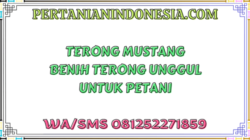 Terong Mustang Benih Terong Unggul Untuk Petani