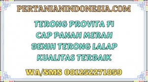 Terong Provita F1 Cap Panah Merah Benih Terong Lalap Kualitas Terbaik