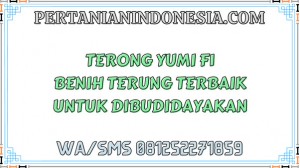 Terong Yumi F1 Benih Terung Terbaik Untuk Dibudidayakan
