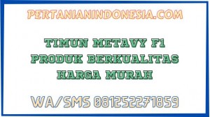 Timun Metavy F1 Produk Berkualitas Harga Murah