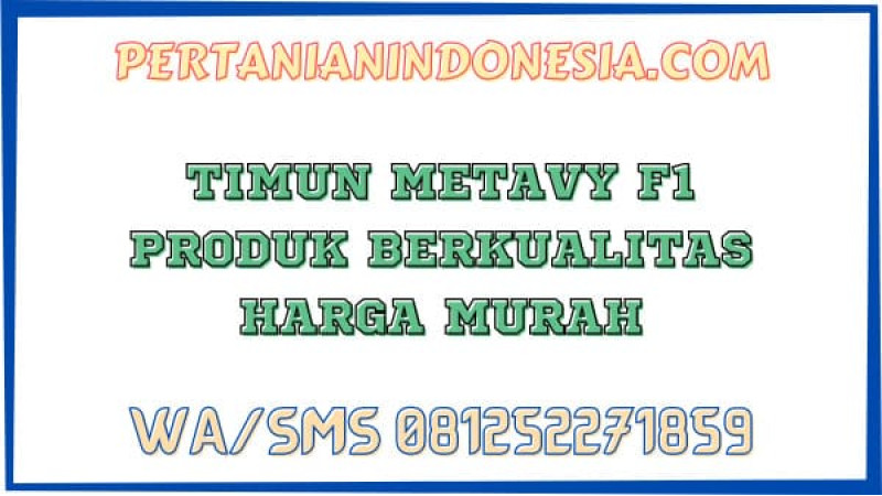 Timun Metavy F1 Produk Berkualitas Harga Murah