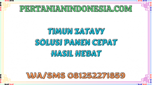 Timun Zatavy Solusi Panen Cepat Hasil Hebat