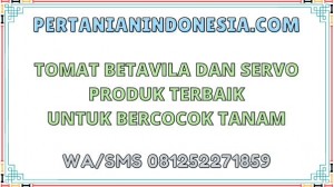 Tomat Betavila Dan Servo Produk Terbaik Untuk Bercocok Tanam