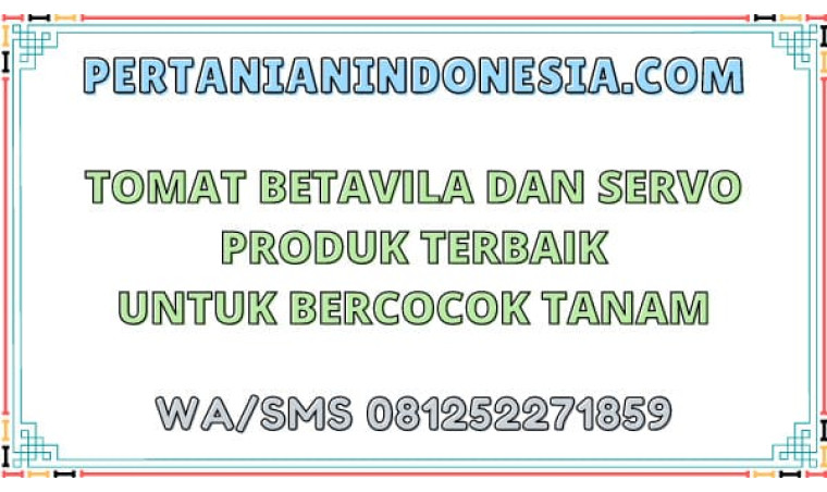 Tomat Betavila Dan Servo Produk Terbaik Untuk Bercocok Tanam