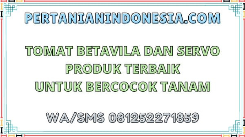 Tomat Betavila Dan Servo Produk Terbaik Untuk Bercocok Tanam