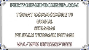 Tomat Commodore F1 Unggul Sebagai Pilihan Terbaik Petani