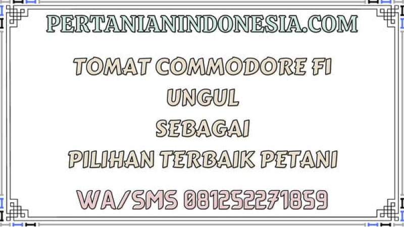 Tomat Commodore F1 Unggul Sebagai Pilihan Terbaik Petani
