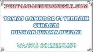 Tomat Comodor F1 Terbaik Sebagai Pilihan Utama Petani