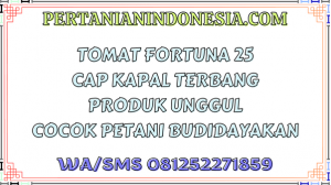 Tomat Fortuna 25 Cap Kapal Terbang Produk Unggul Cocok Petani Budidayakan